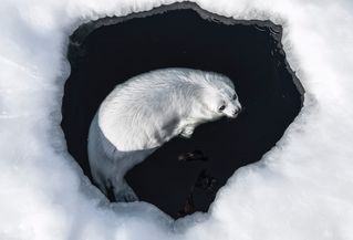 Harp Seal on Madeleine Islands